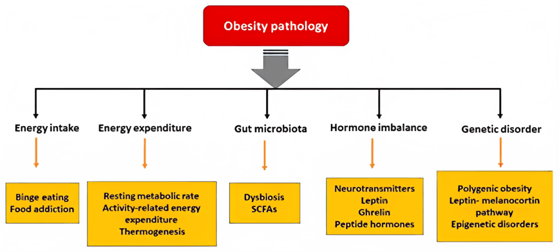 Obesity Pathology | Dr Aloy Mukherjee