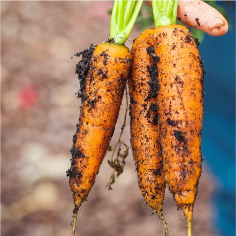 Rows of lush green tomato plants inside a greenhouse.