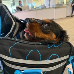 Peru showing his face outside of the pet carrier
