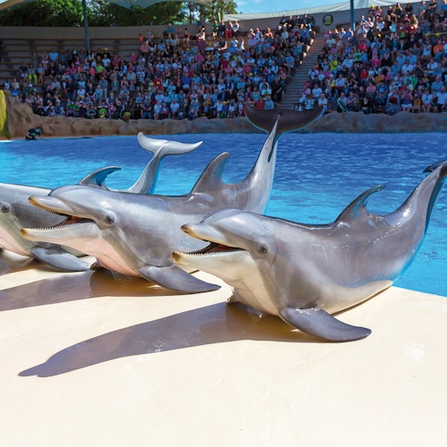Loro Parque