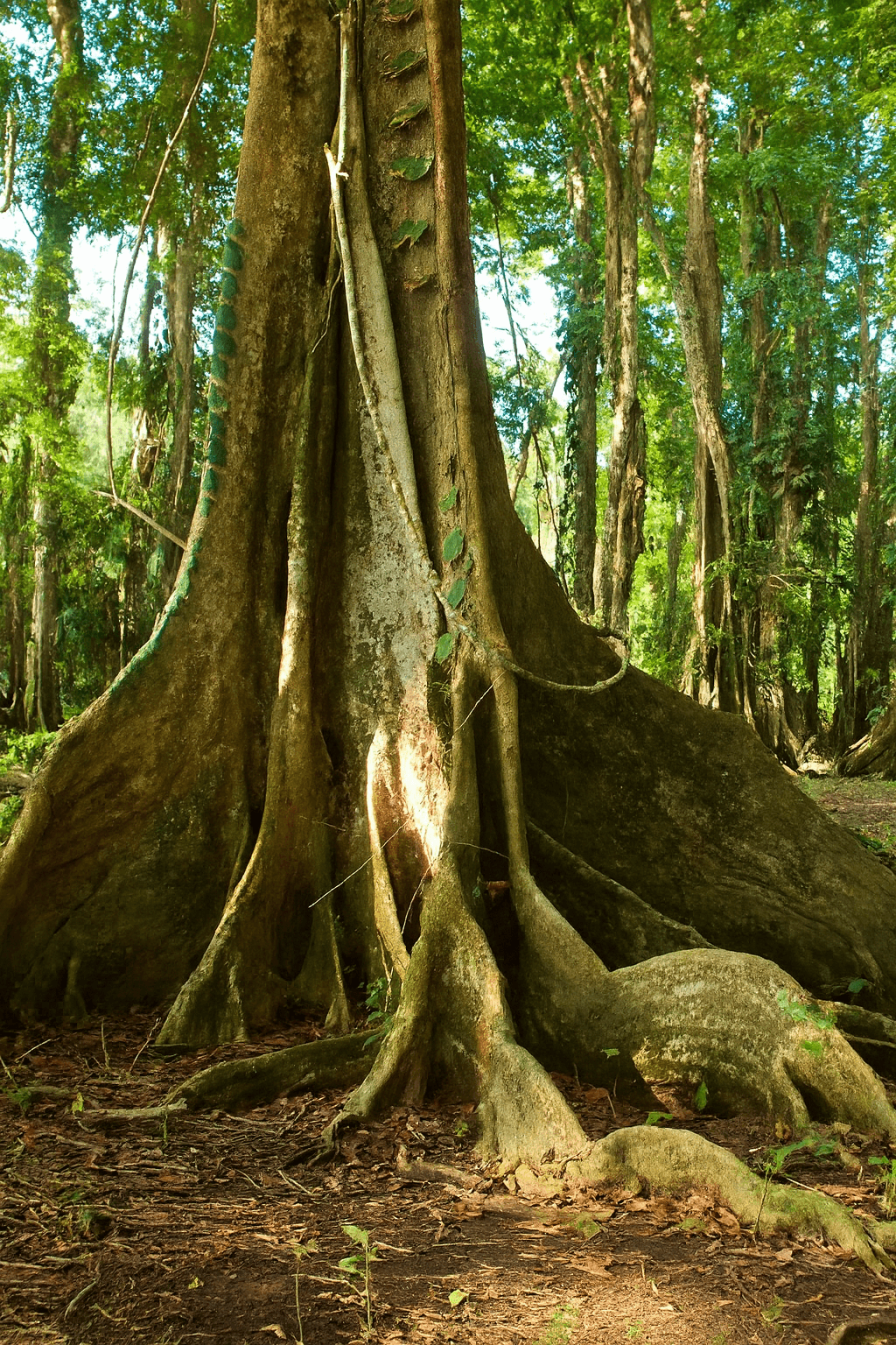 Nature hike Dominical Costa Rica