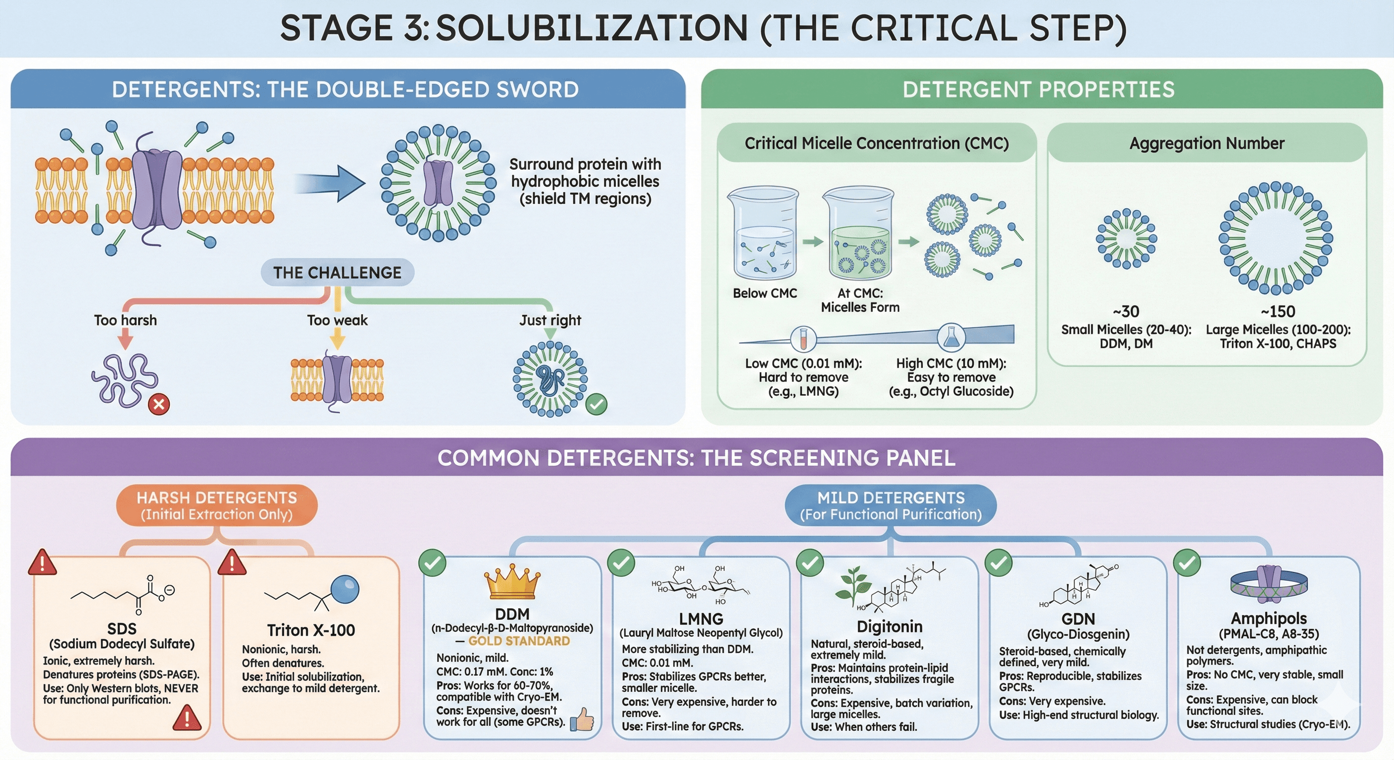 Diagram Showcasing Solubilization Methods for Membrane Proteins