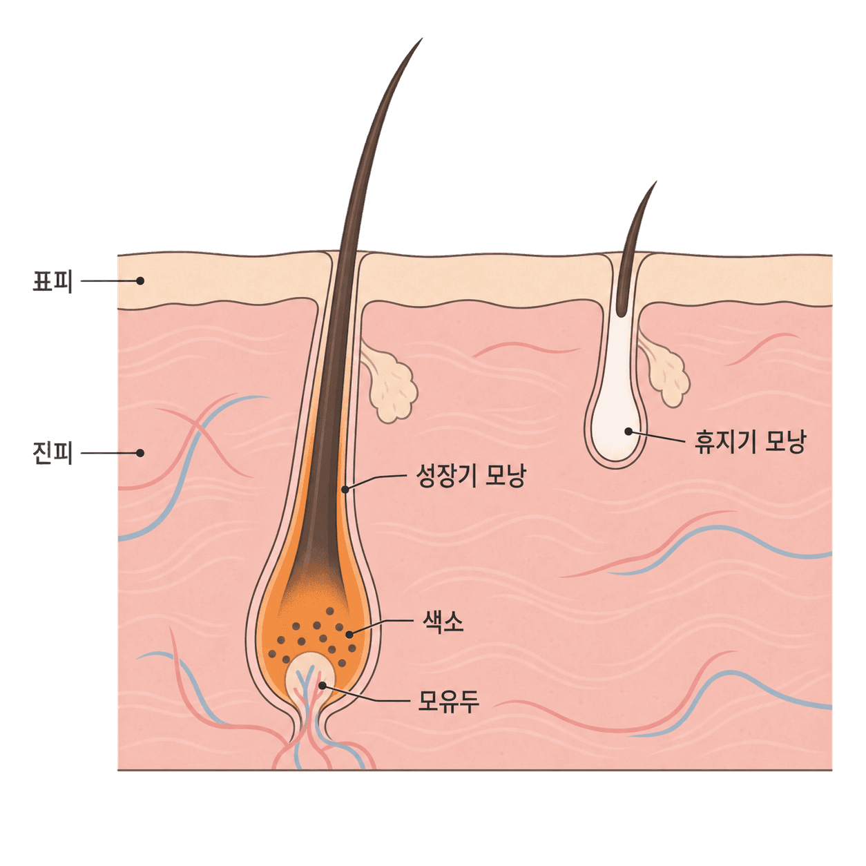 레이저가 붙잡는 건 색소가 몰려 있는 성장기 모낭 쪽이에요.