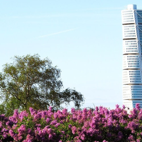 הטורני טורסו