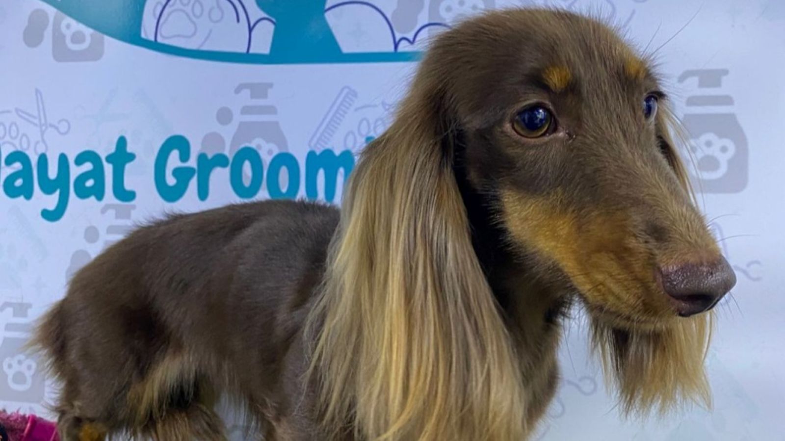 A dog is standing on the table and waiting for the pet groomer to come.
