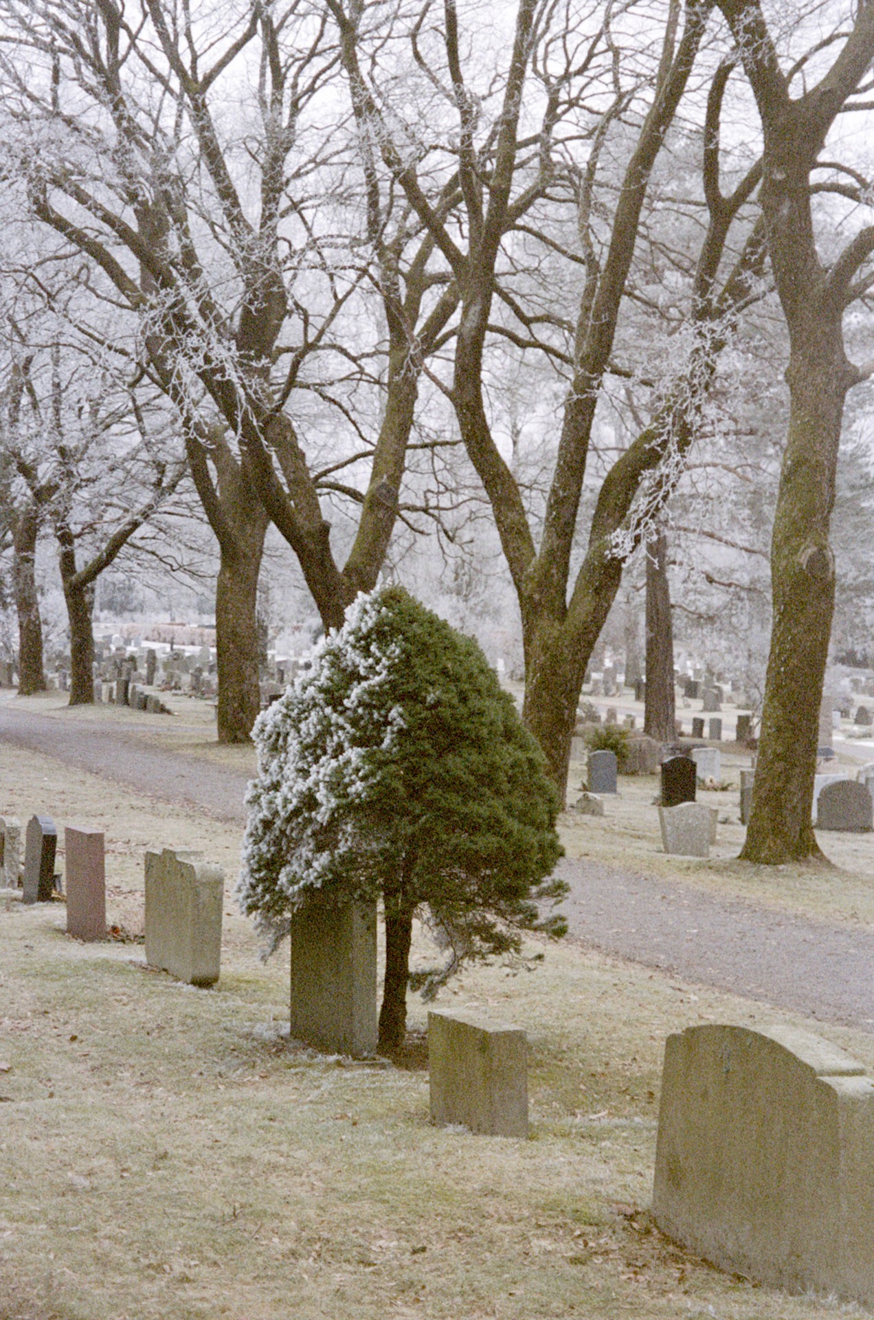 Untitled 2, 2024, inkjet print on vellum, 8x5.5"
