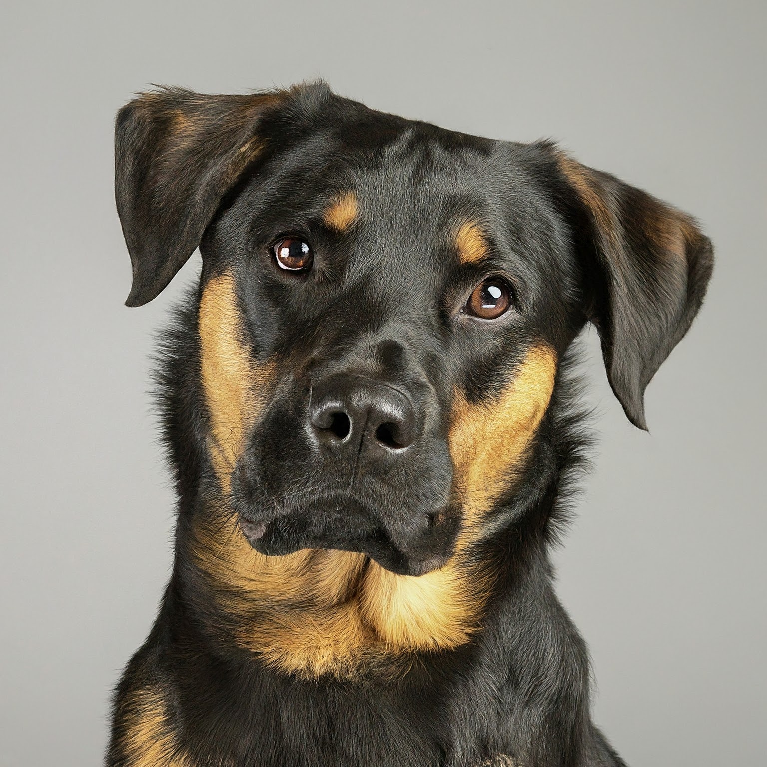 BUDDYUNO, German Shepherd Rottweiler