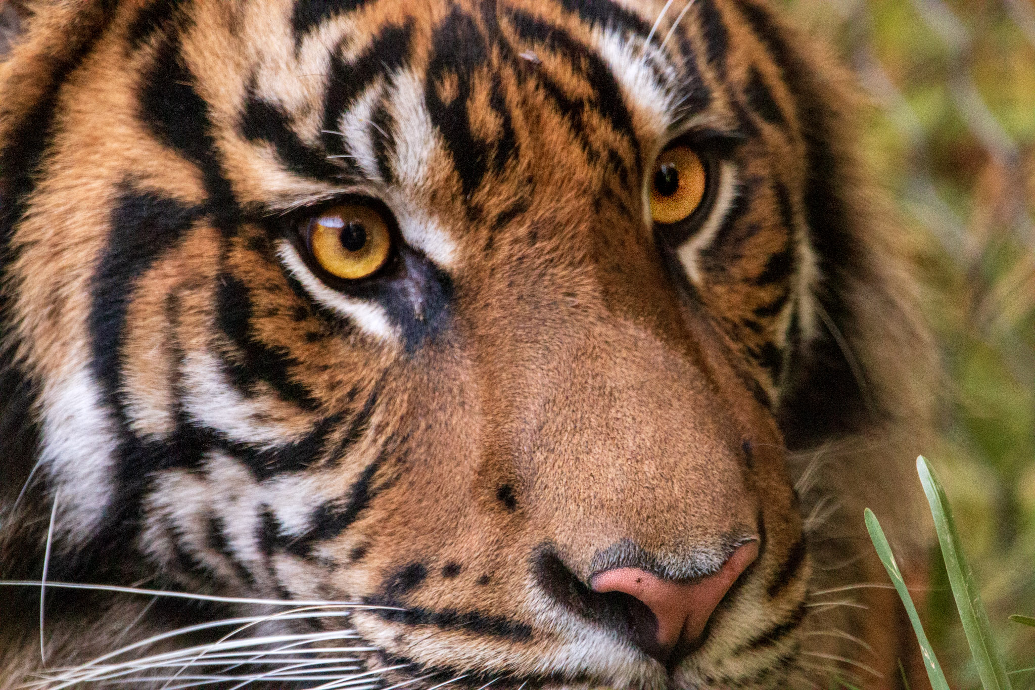 a tiger in extreme closeup