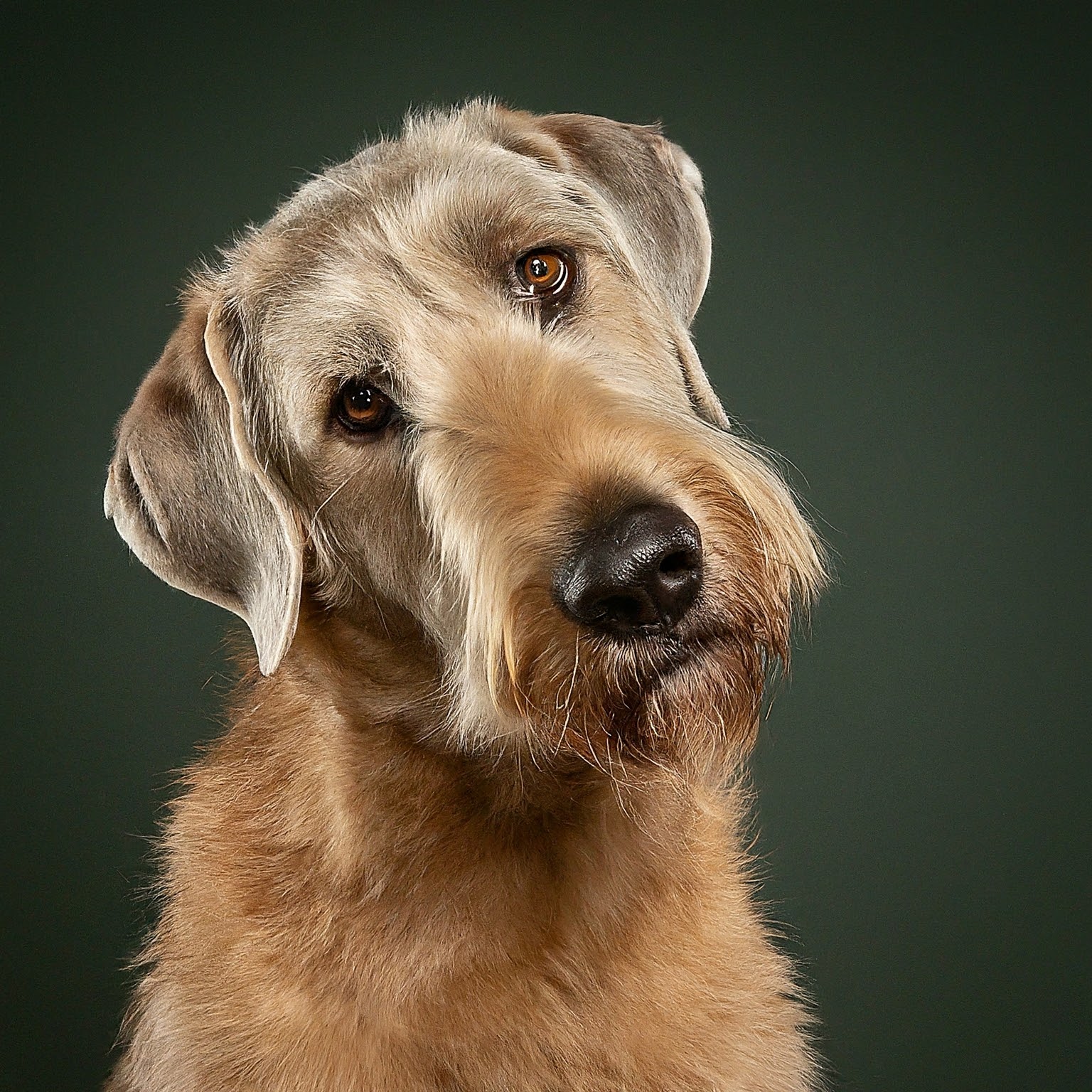 BUDDYUNO, Otterhound