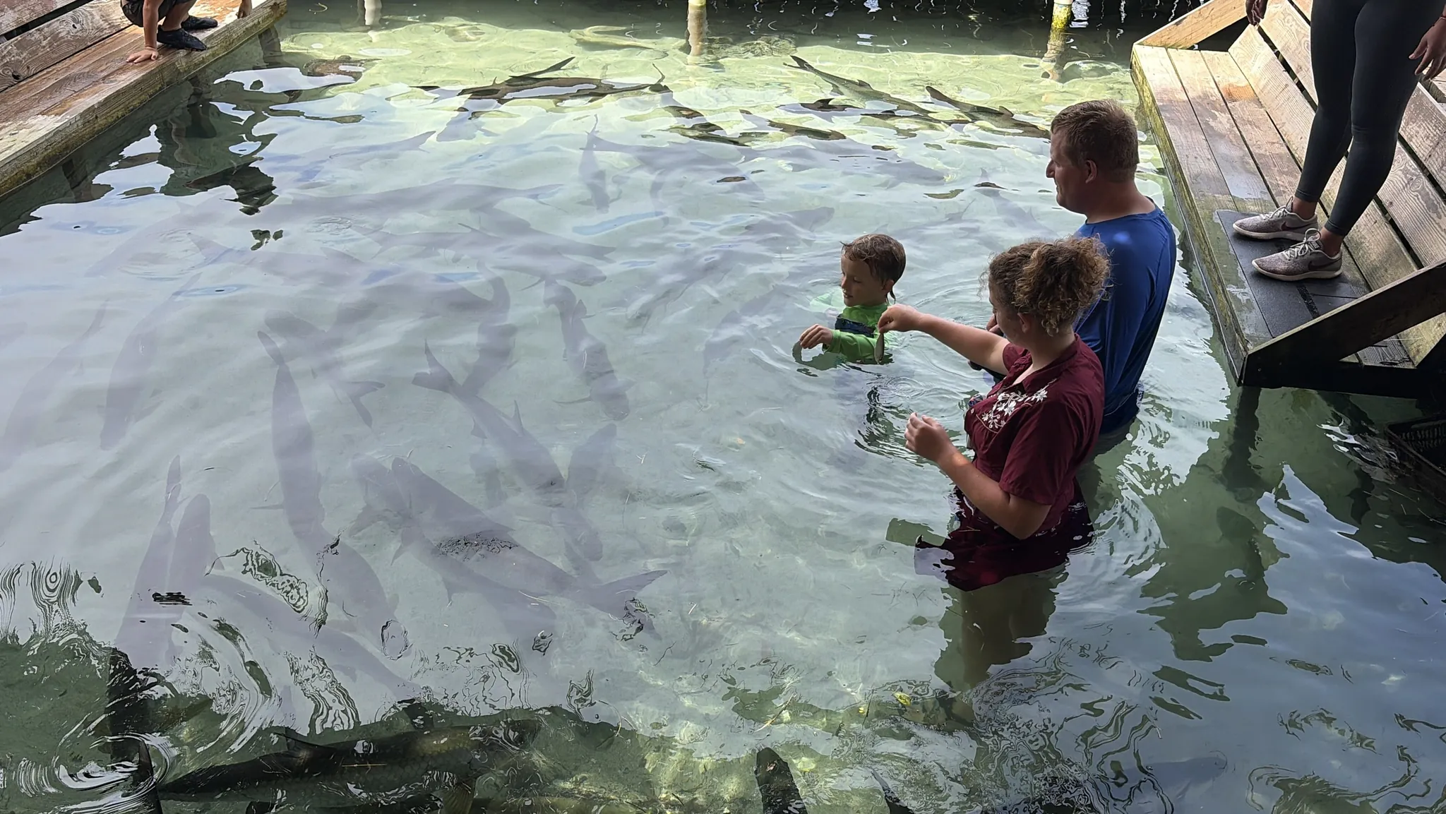 Large tarpon crowded under the dock at the turtle rescue pool in Calabash Bight, Roatán