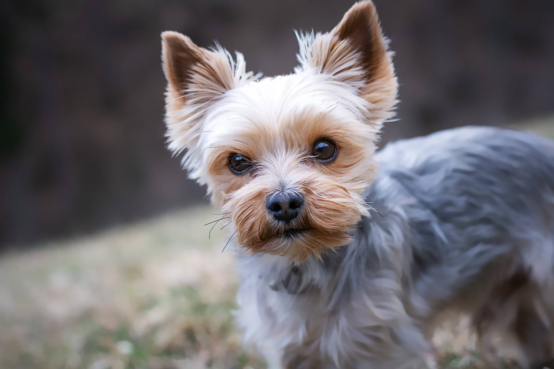 Yorkshire Terrier Grooming Guide