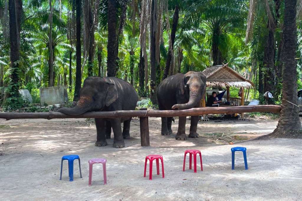 Elephants at Krabi Elephant Sanctuary