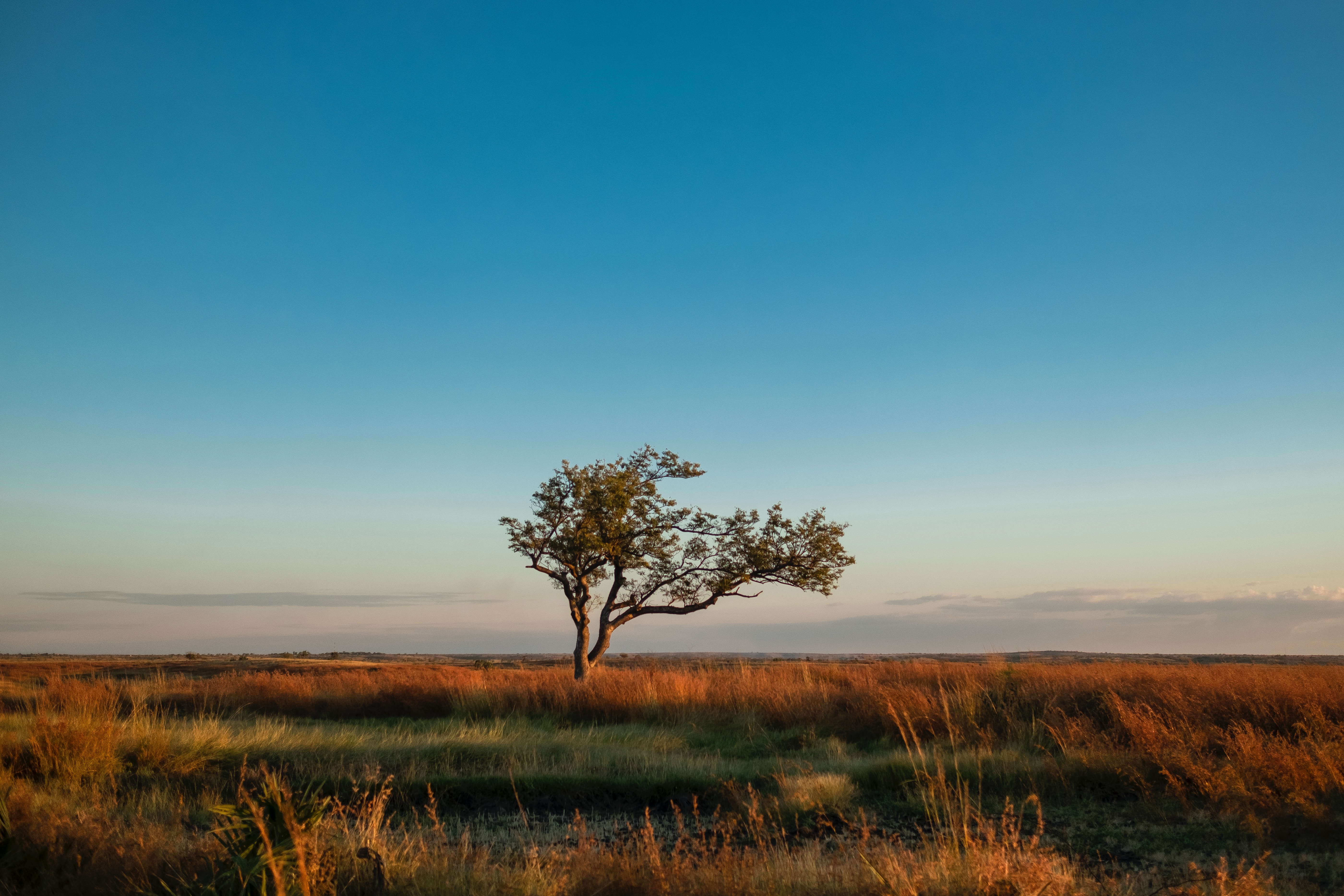 A lonely tree in a savannah in Madagascar