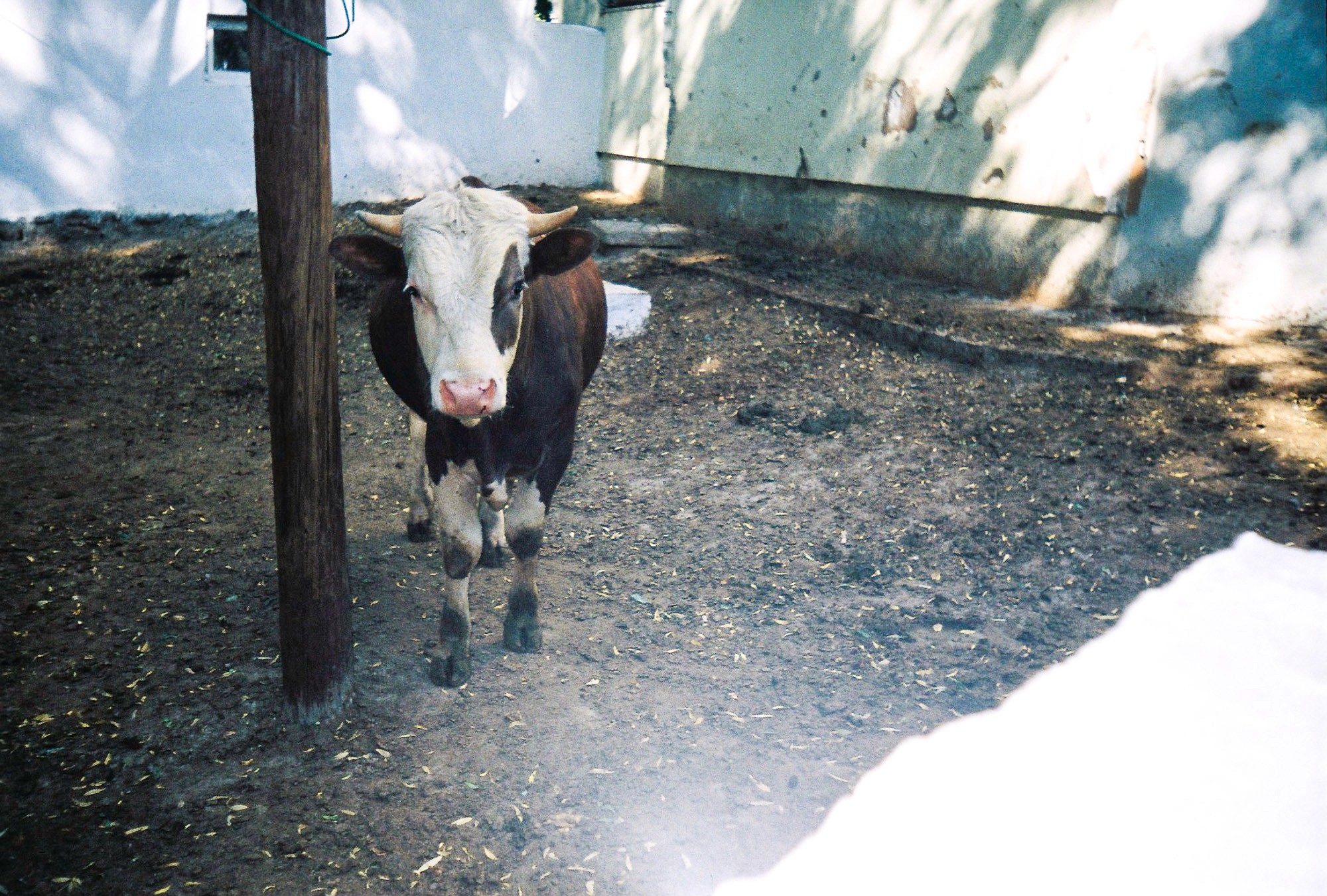 A brown and white cow stands on a dirt-covered ground in a shaded outdoor enclosure, with two walls in the background and dappled sunlight filtering through trees above.