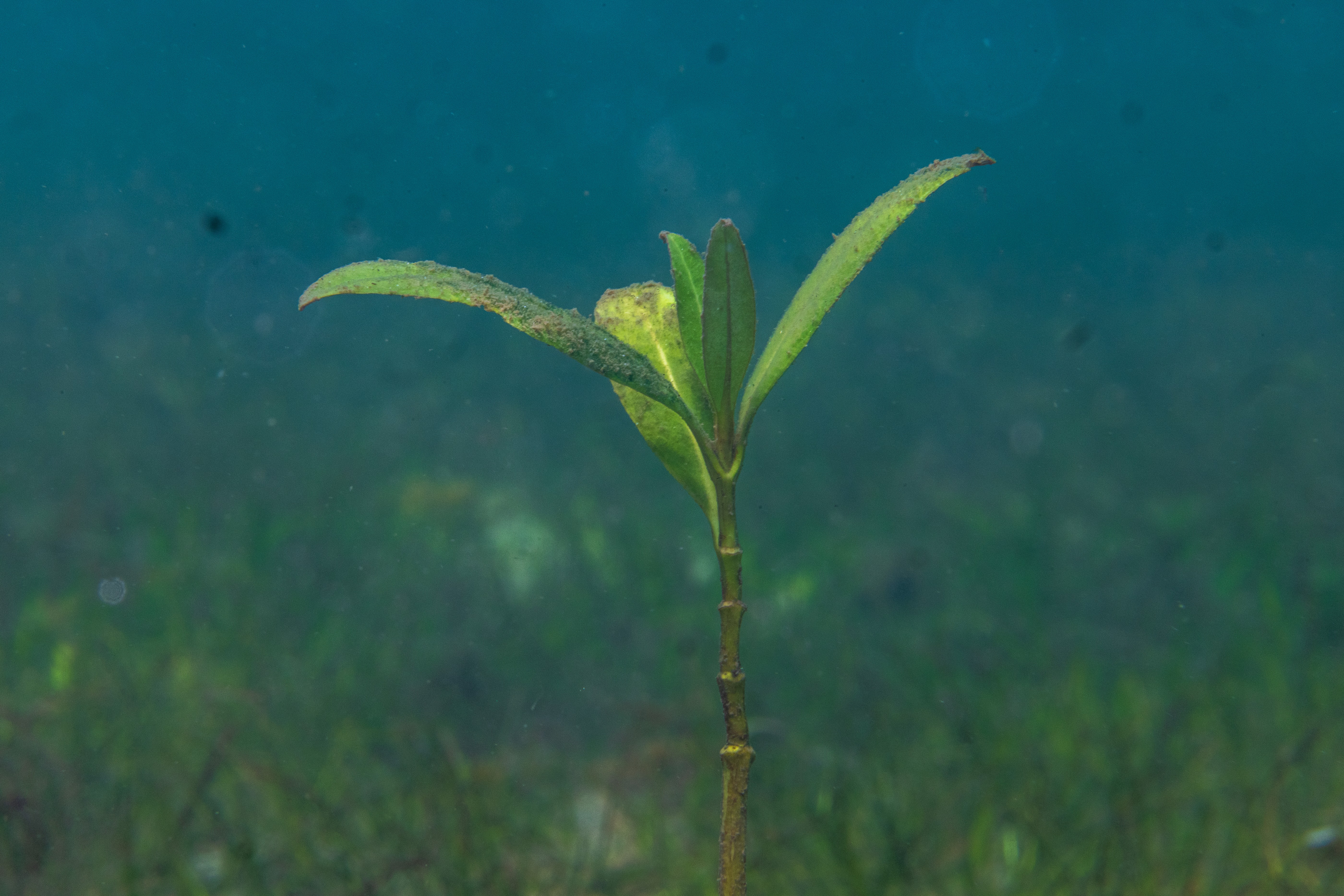 Sprouting young mangrove underwater. Photo credit Anthony Ochieng Onyango