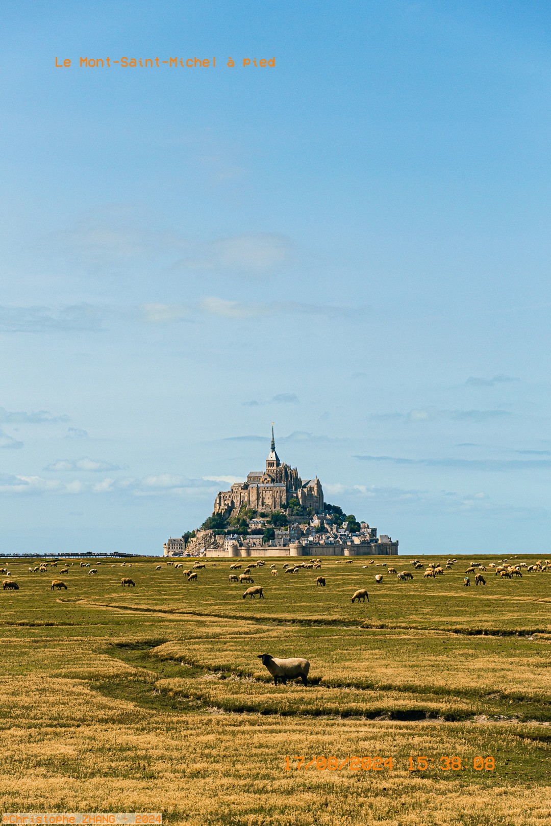 Moutons broutant dans les herbus avec le Mont-Saint-Michel s’élevant à l’horizon.