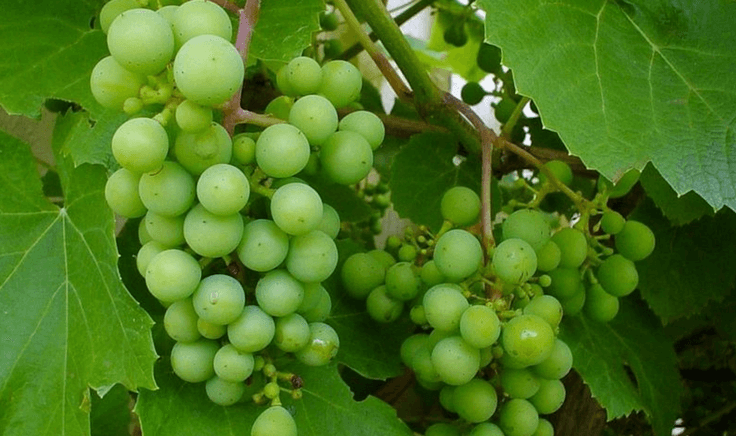 Grapevine