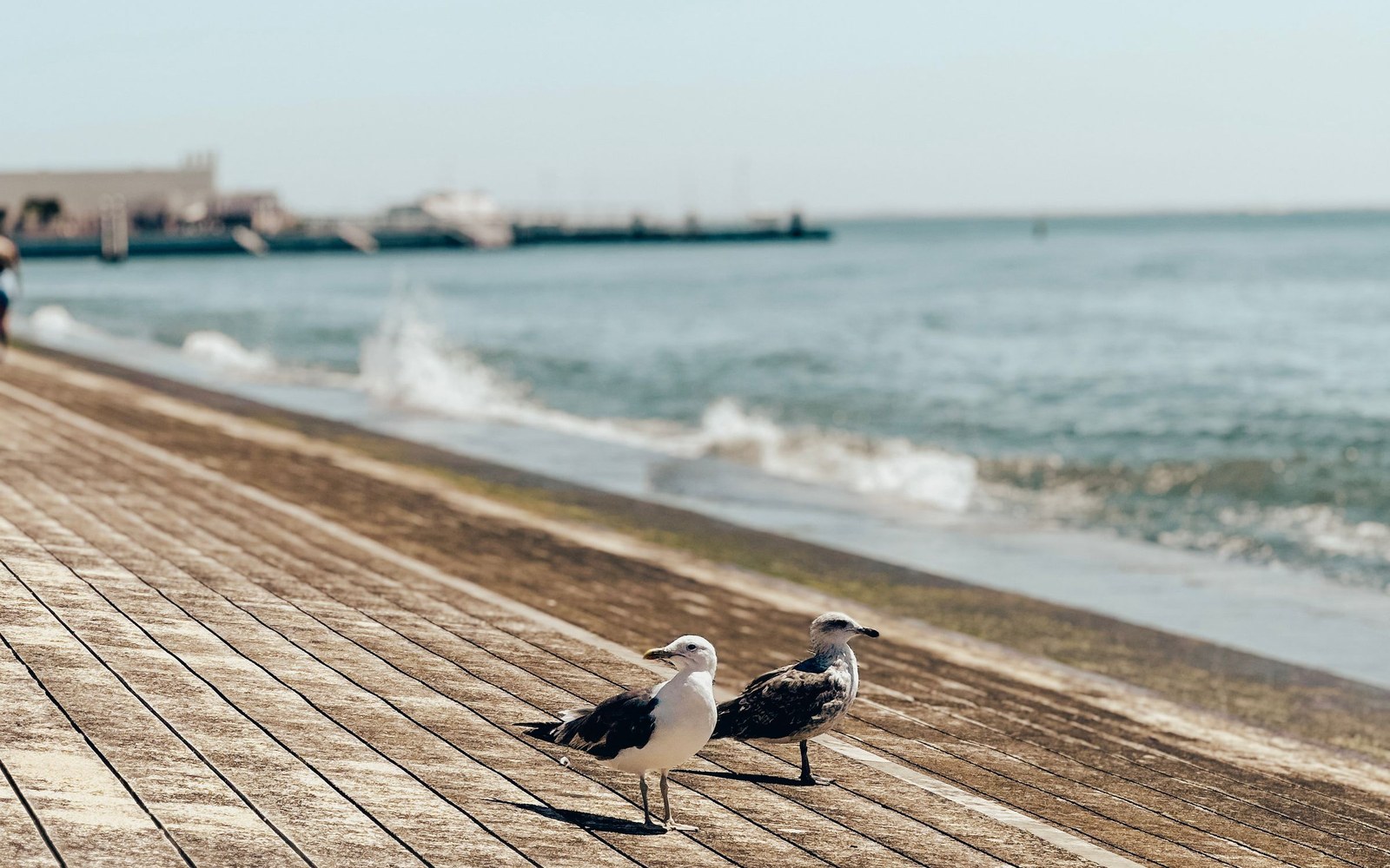 Seagulls on a waterfront boardwalk near Lisbon