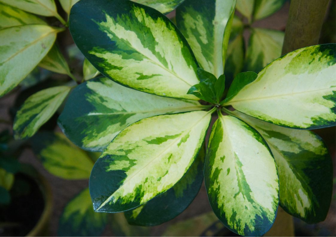 Euonymus decorative shrub with variegated leaves