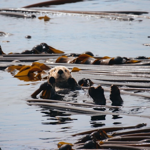 Whale Watching Tour: Small Group Adventure