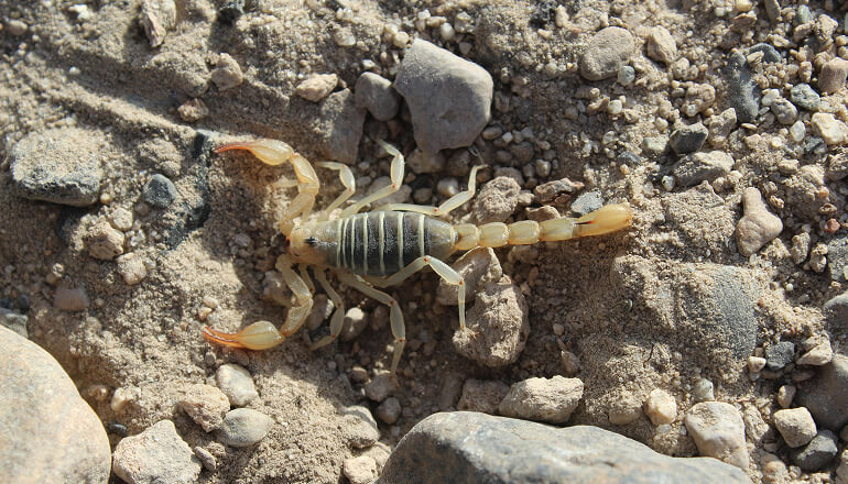 Scorpion on rocks in desert