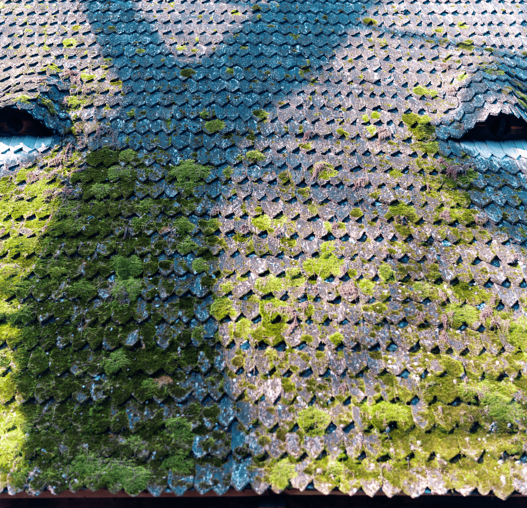 Blog - how moss damages your roof