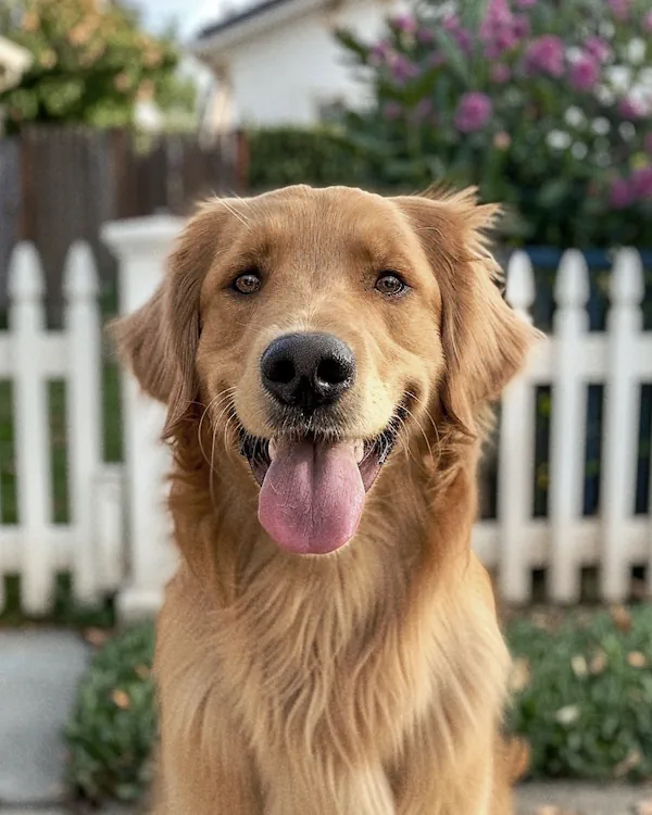A Golden Retriever sitting outdoors in front of a white fence with pink flowers in the background