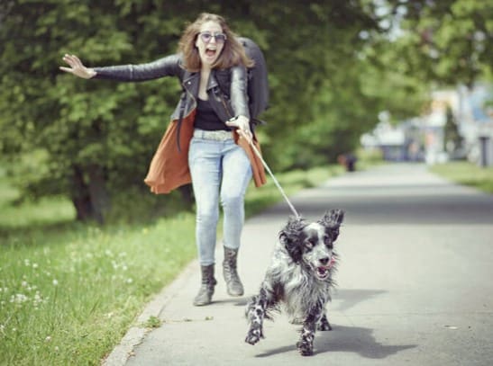 De 3 redenen waarom een hond trekt aan de lijn (en wat jij daaraan kunt doen)