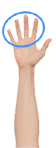 The fingers