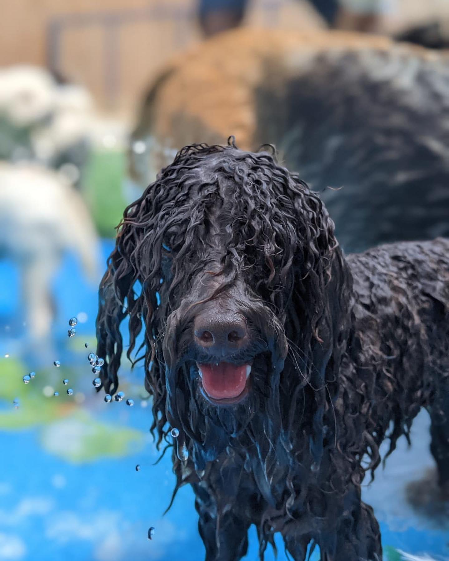 Wet Dog at Dog Beach in Dubai