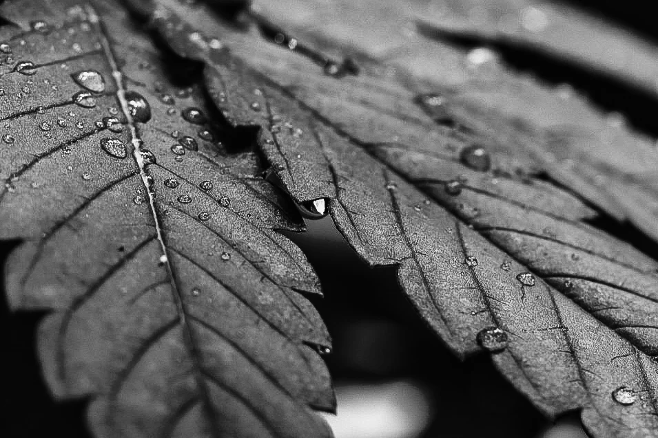 Closeup of cannabis leaf