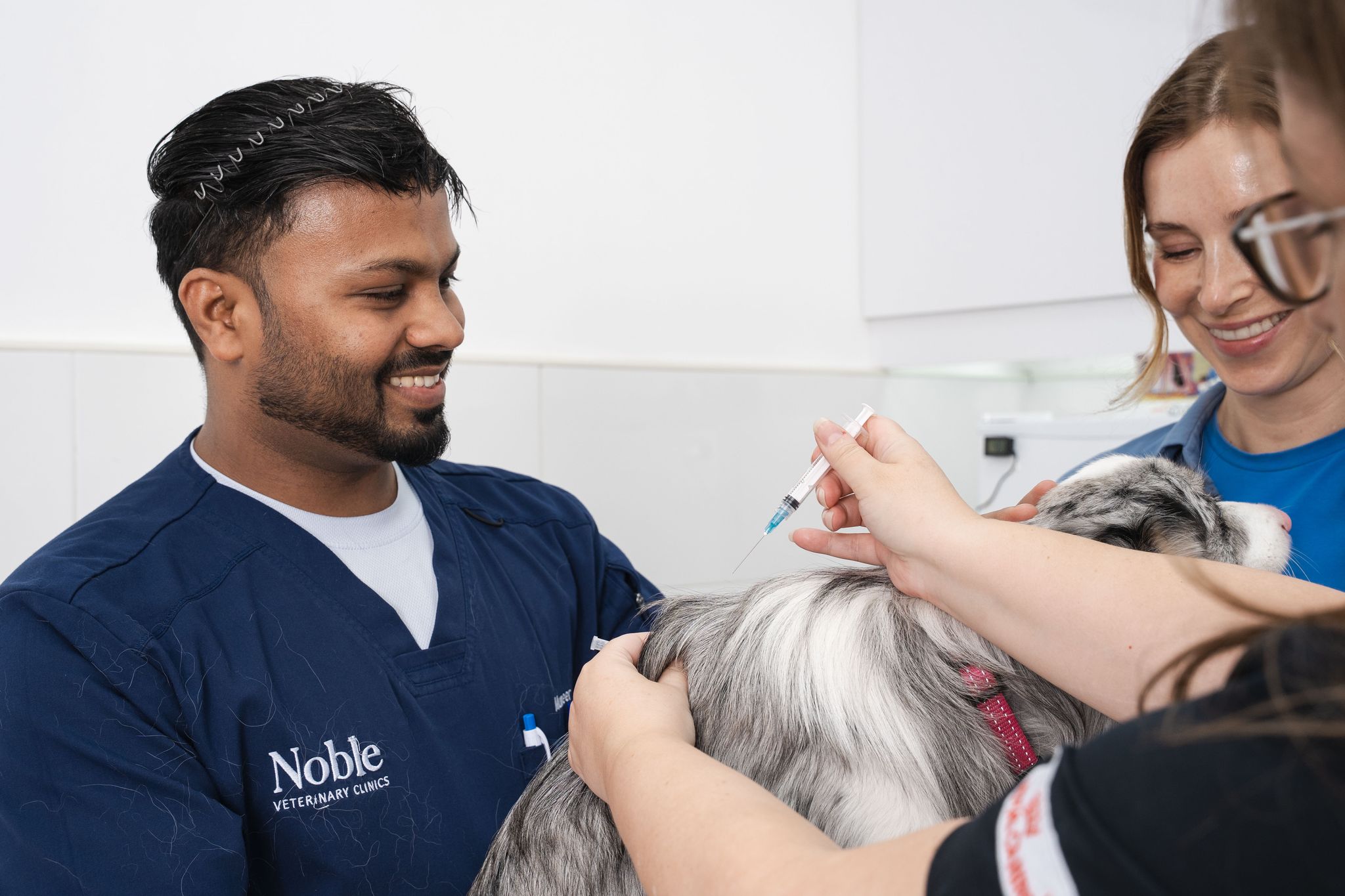 Two veterinarians are taking a blood smaple from a dog to check if it's fit for vaccination.