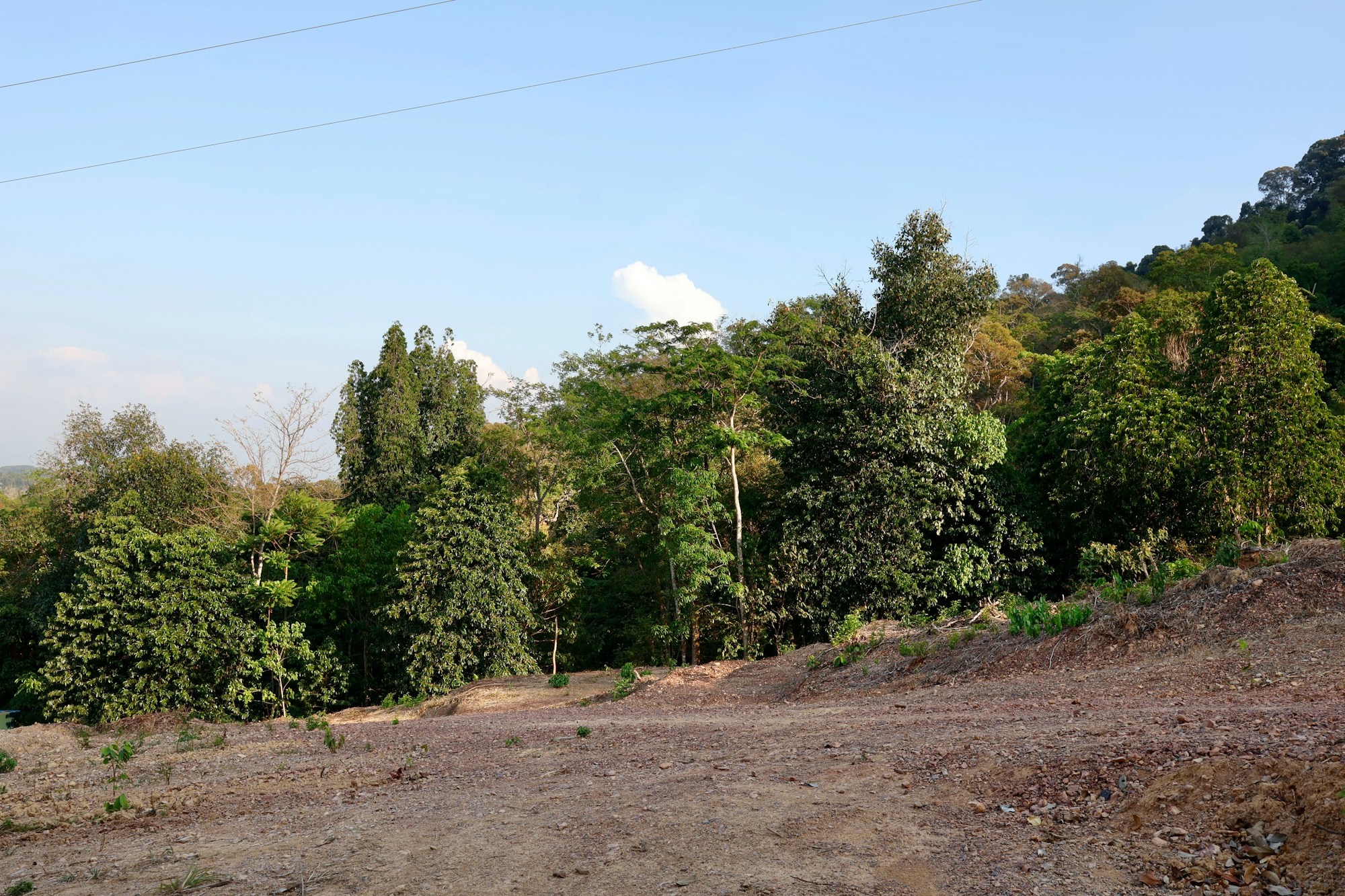 Before: a cleared wooded slope ready for the foundation