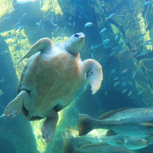 Sea turtle swimming among fish in an aquarium with blue and green lighting.