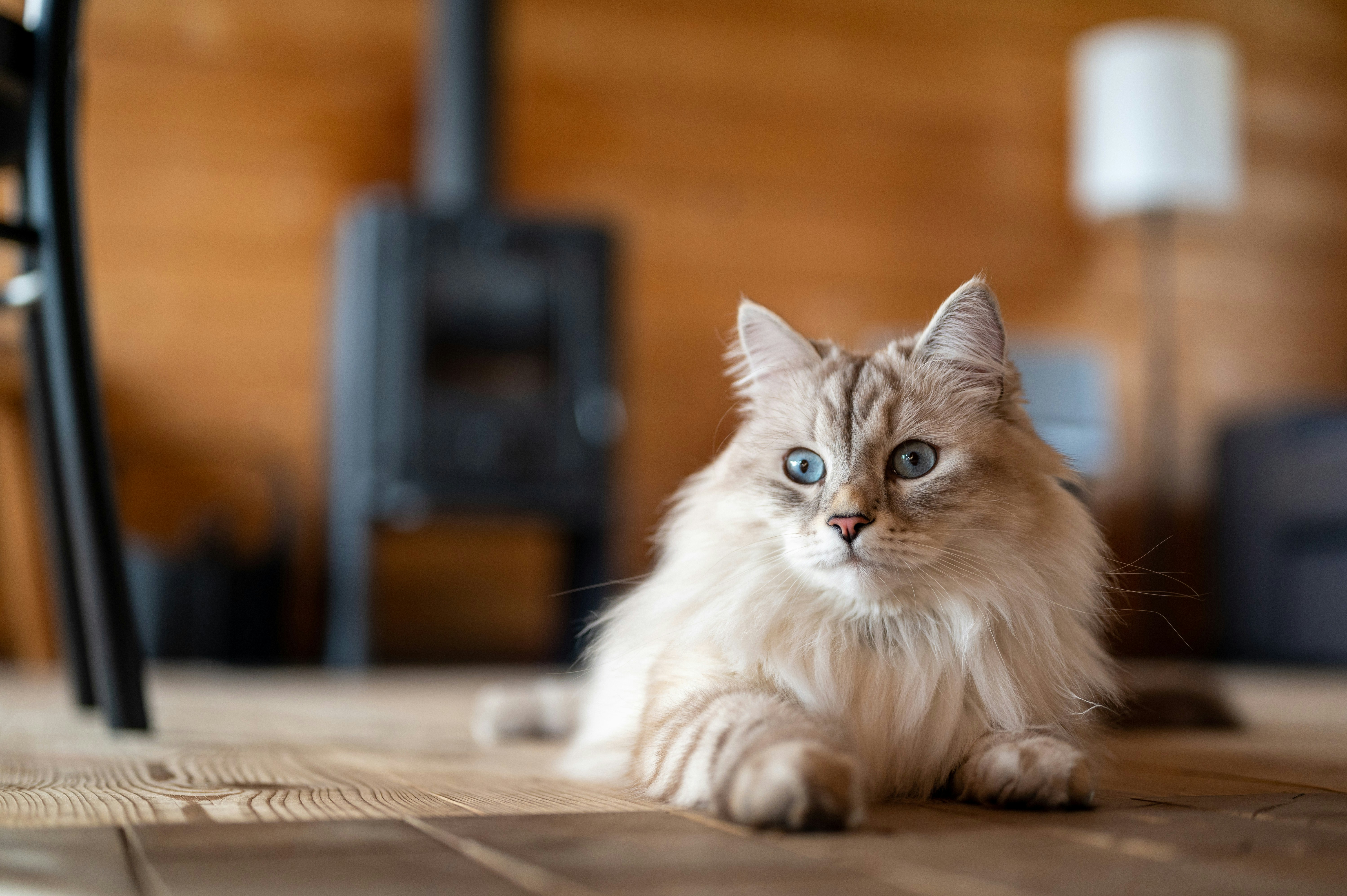 A fluffy, long-haired cat with blue eyes lies on a wooden floor in a cozy room featuring warm, wooden walls and a blurred background with a stove and lamp, conveying a sense of warmth and comfort.
