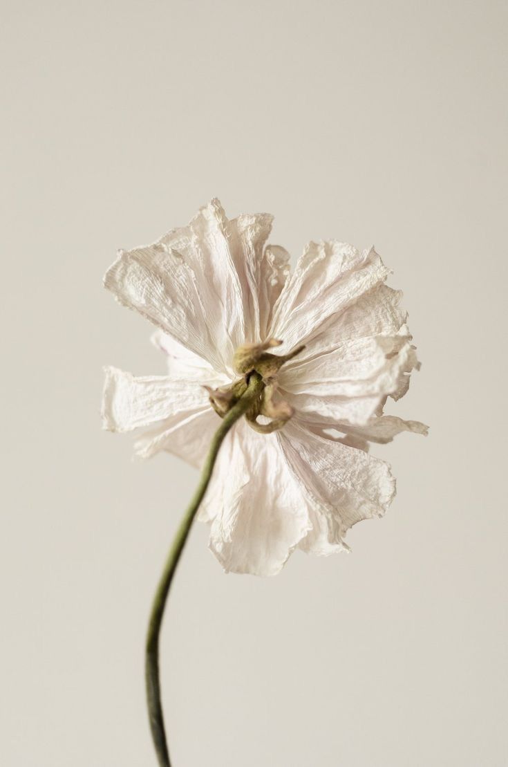 Lola Casals Blog Y Tú, ¿A Que Tienes Miedo?