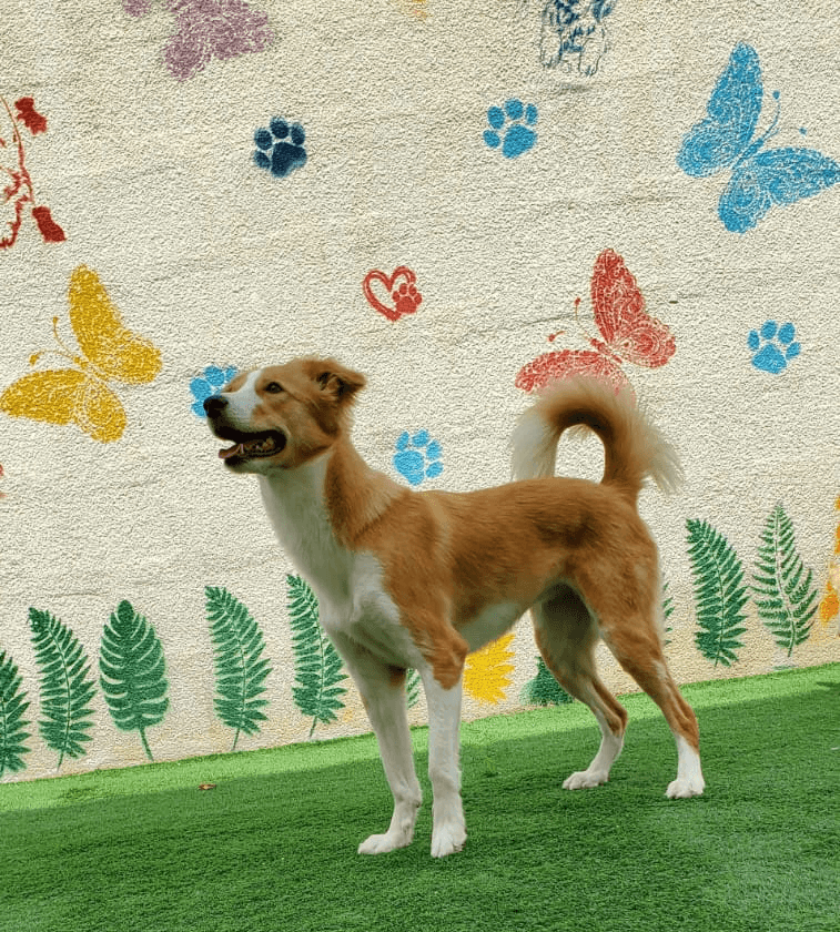 dog training services in dubai