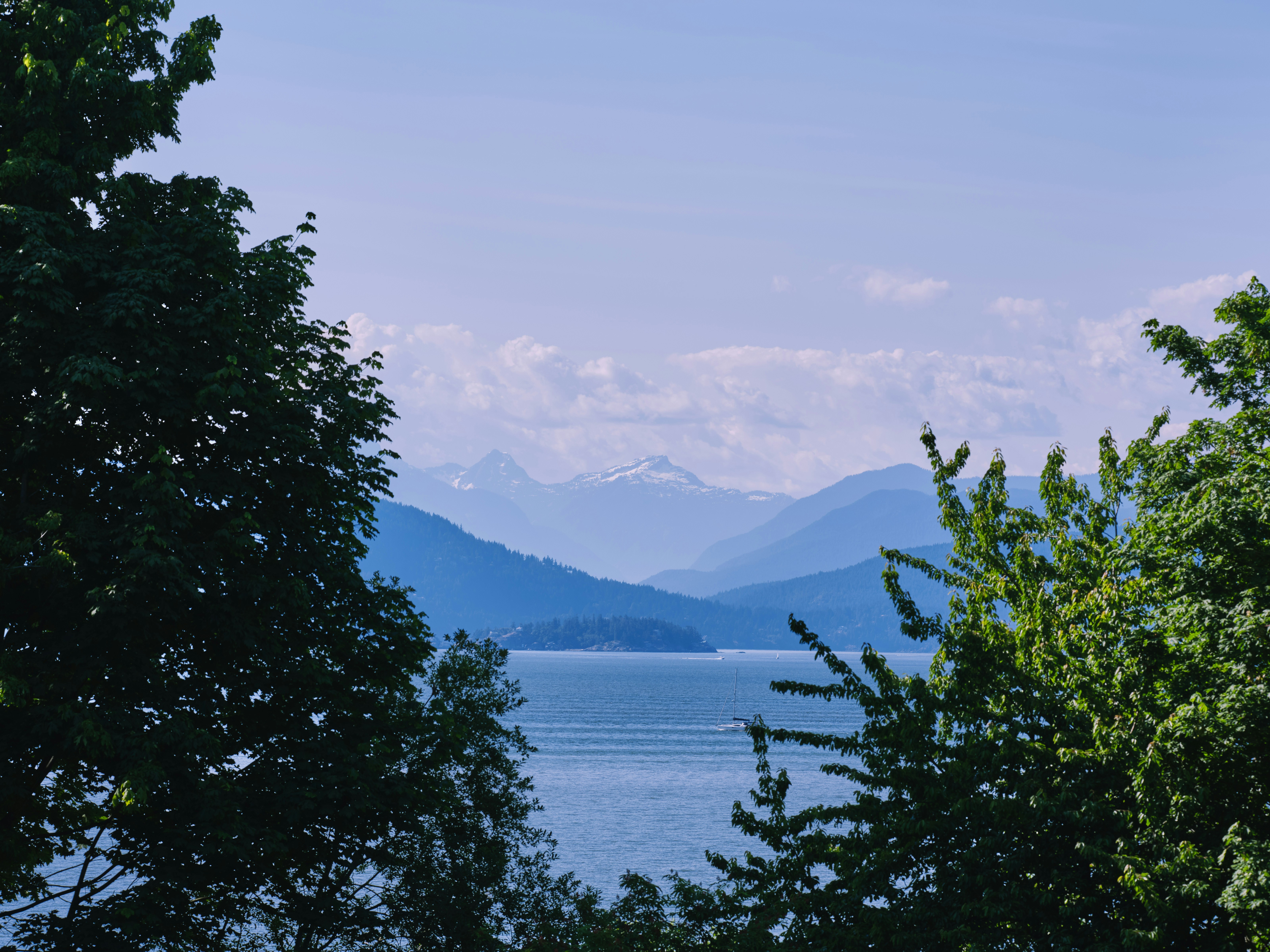 Vista prune