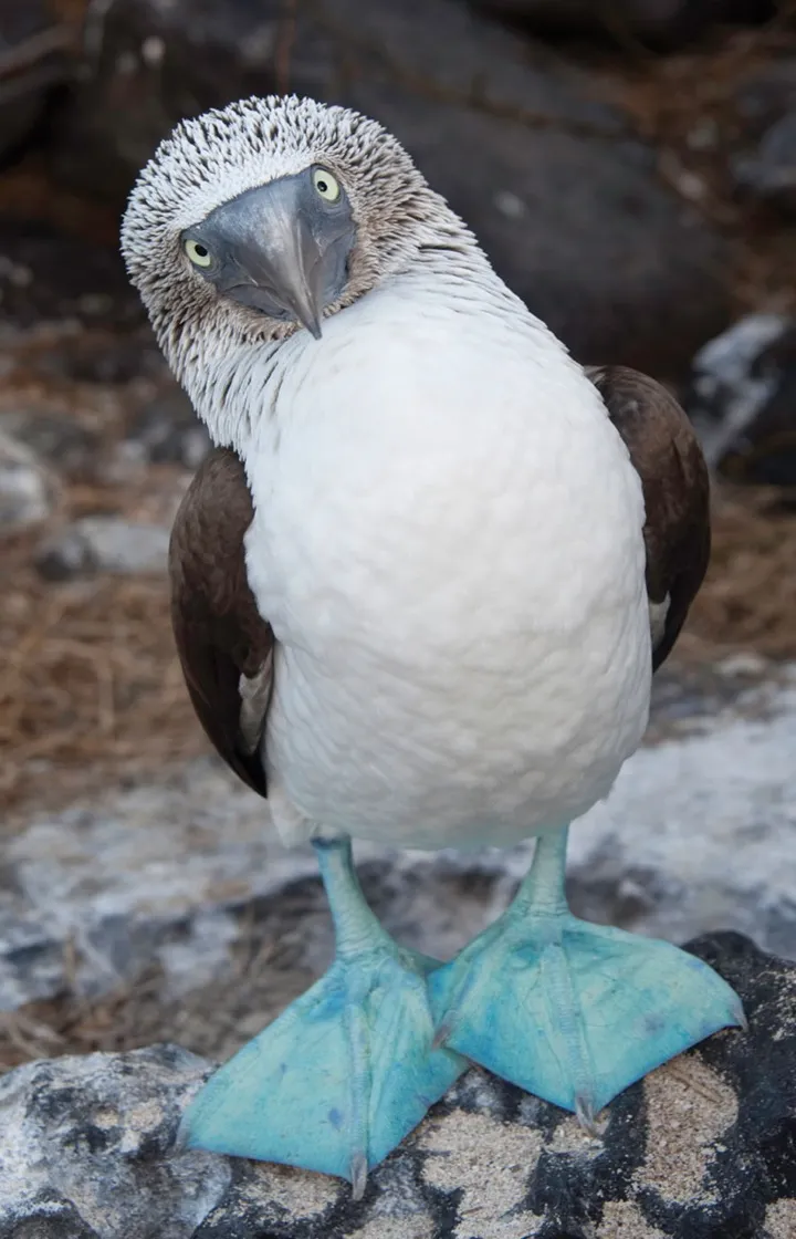 Wildlife Wonderland in Galapagos