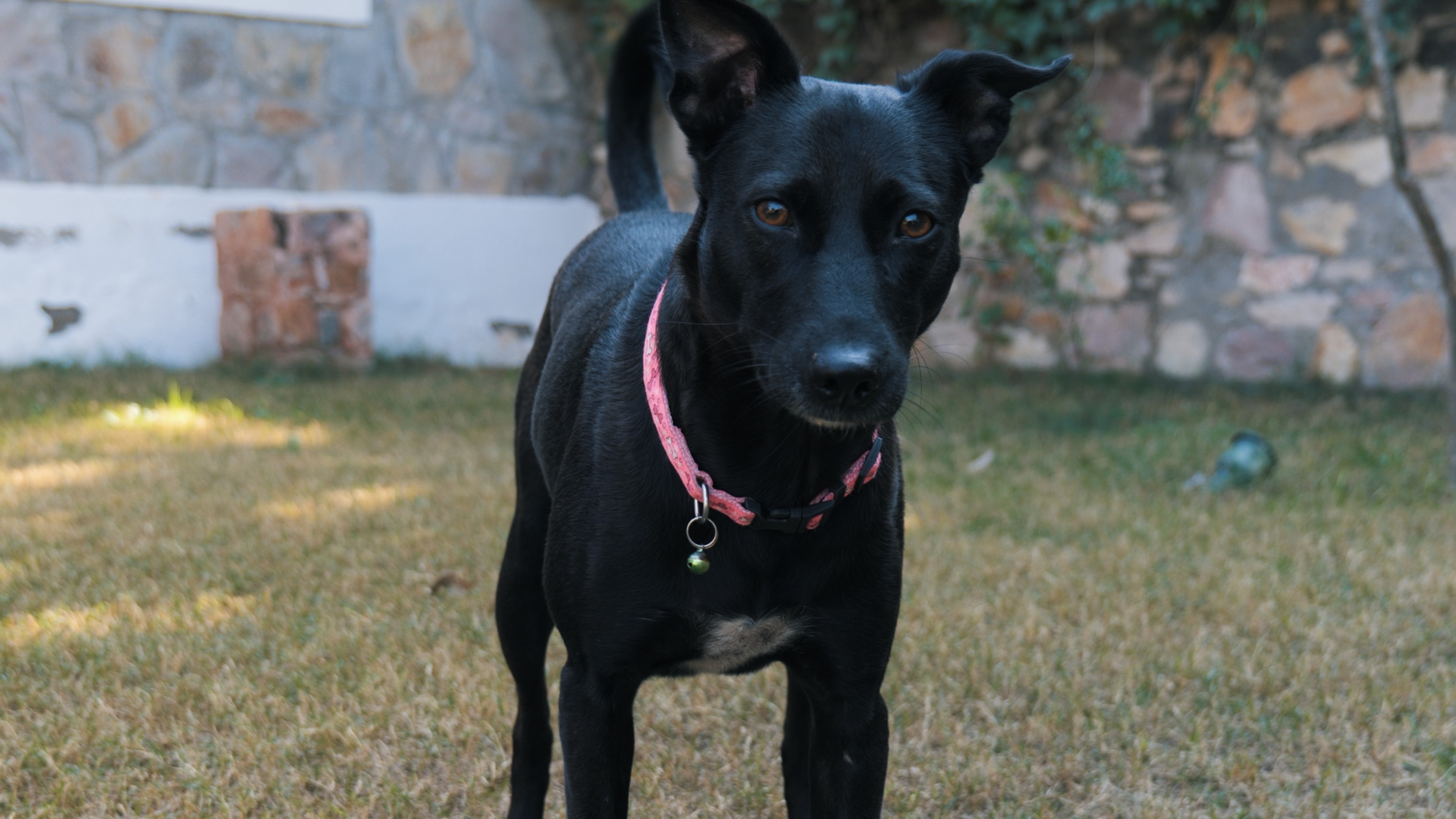 A black Indian Pariah dog with golden brown eyes, directly looking at the viewer, rescued as a puppy suffering from mange and bloody diarrhea, now fully recovered and beautiful and athletic