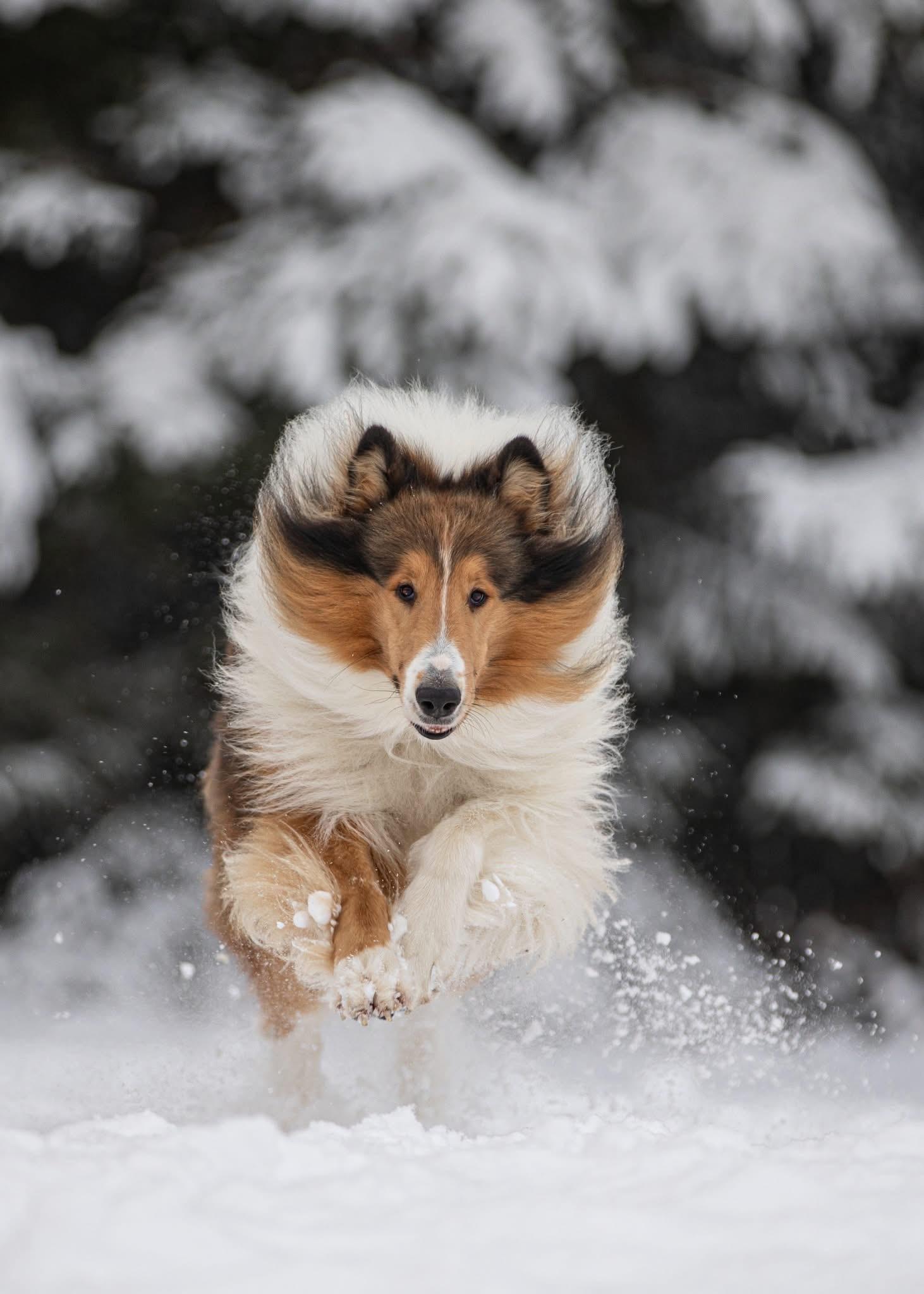 Close-up of a dark green leaf showing its textured surface and central vein against a muted background.