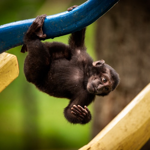 长尾猕猴扬杜动物园普兰肯达尔