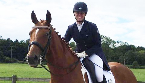 brown and white horse