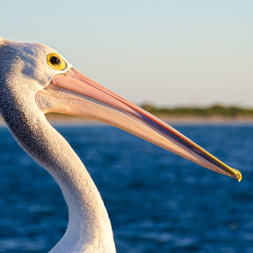 Local Pelican