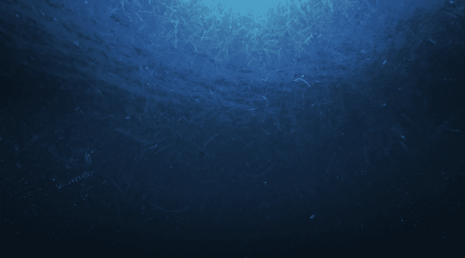 two persons scuba diving