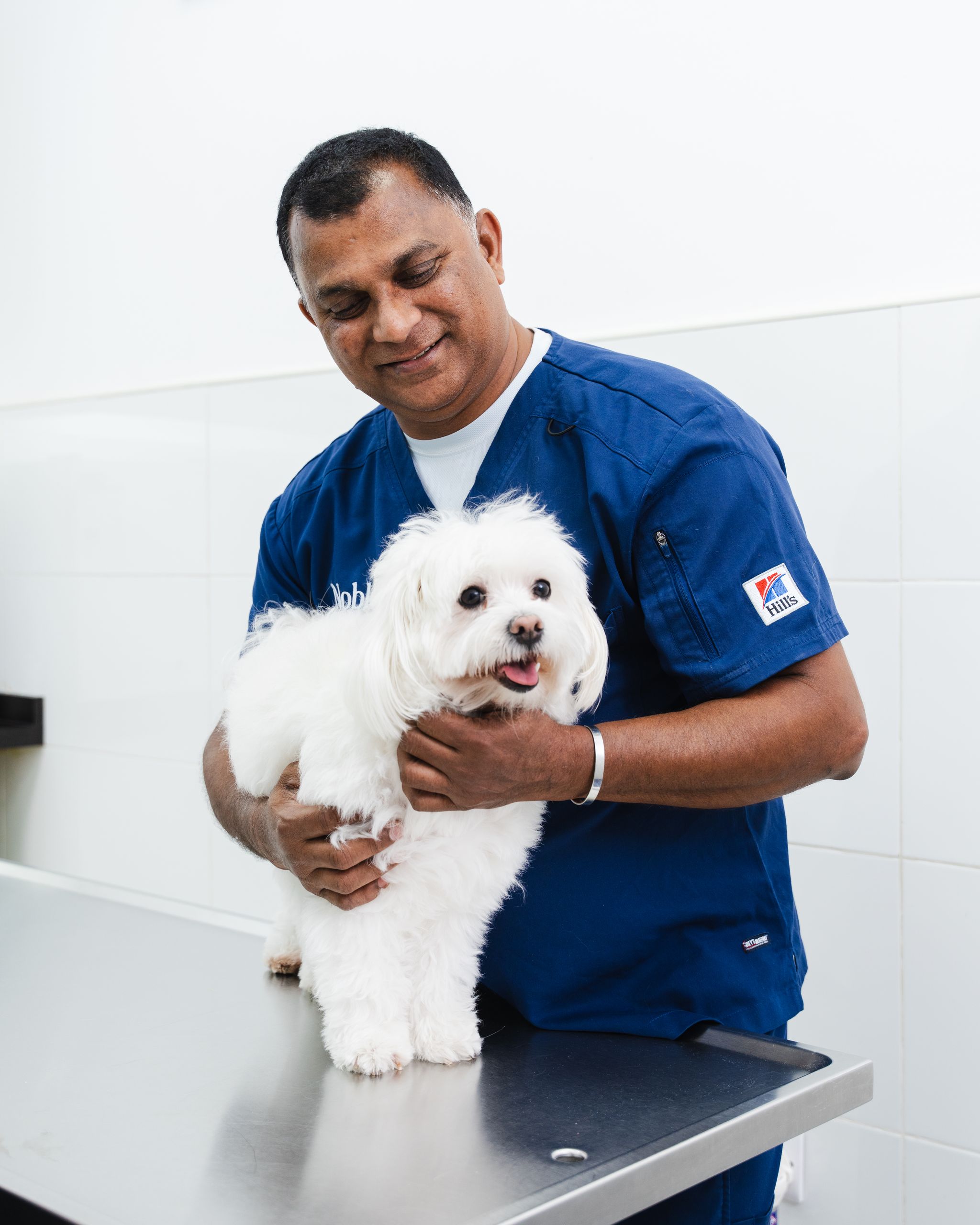 A white dog is standing on the table while being held by a vet in a blue shirt.