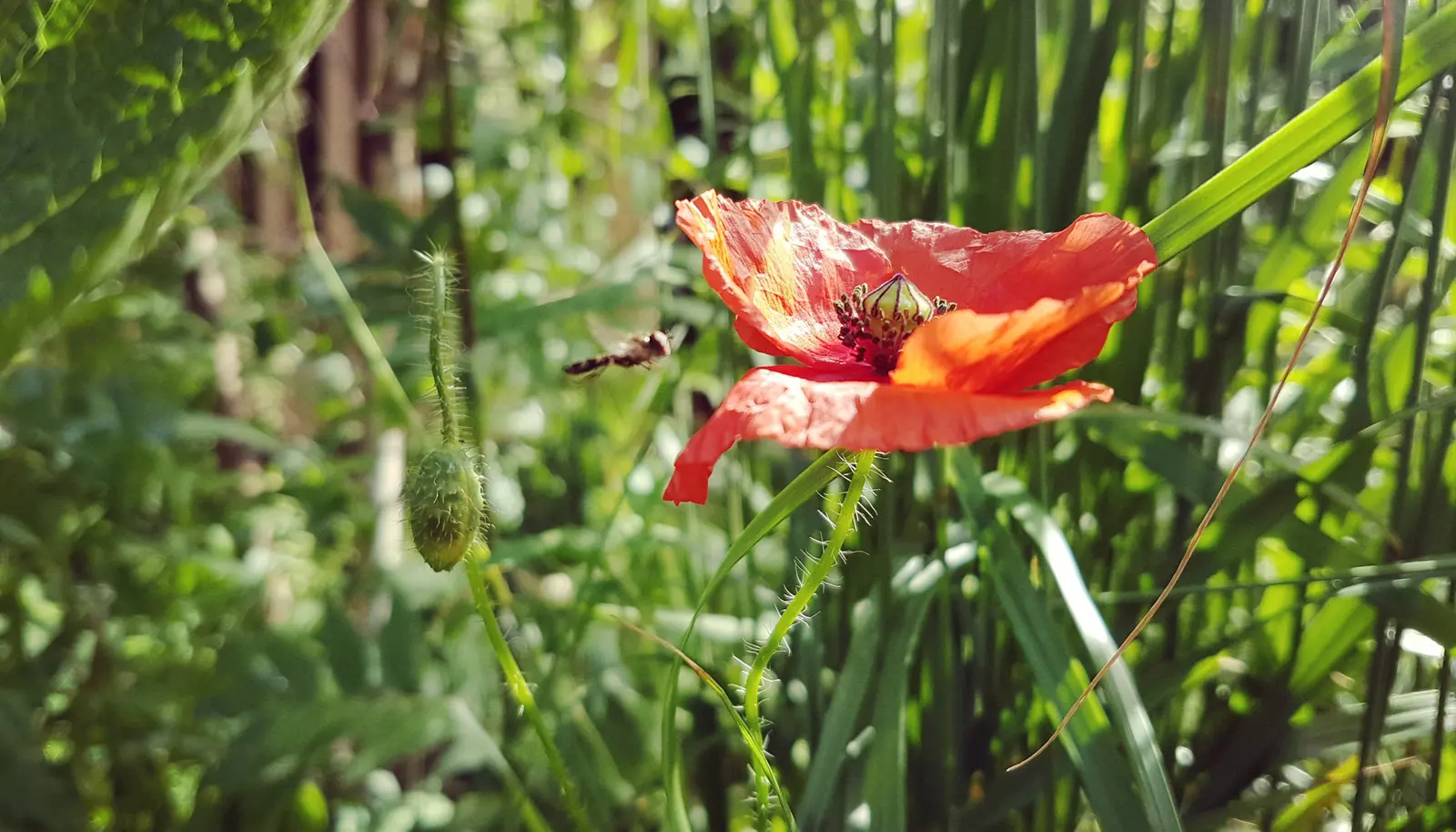 A vibrant red flower blooms amidst lush green foliage under natural sunlight.