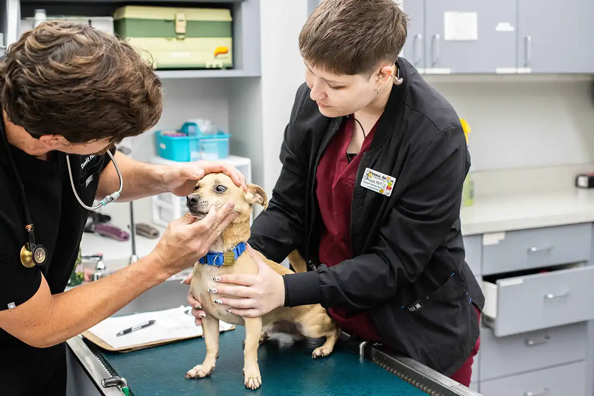 Veterinarian and veterinary technician examining a dog