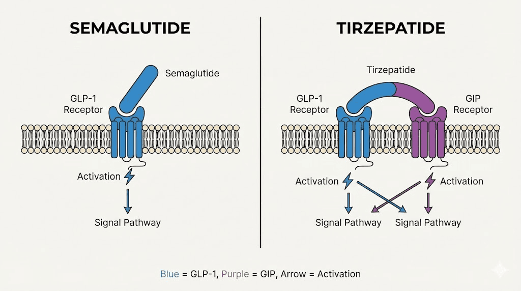 Semaglutide vs tirzepatide receptor activation comparison diagram