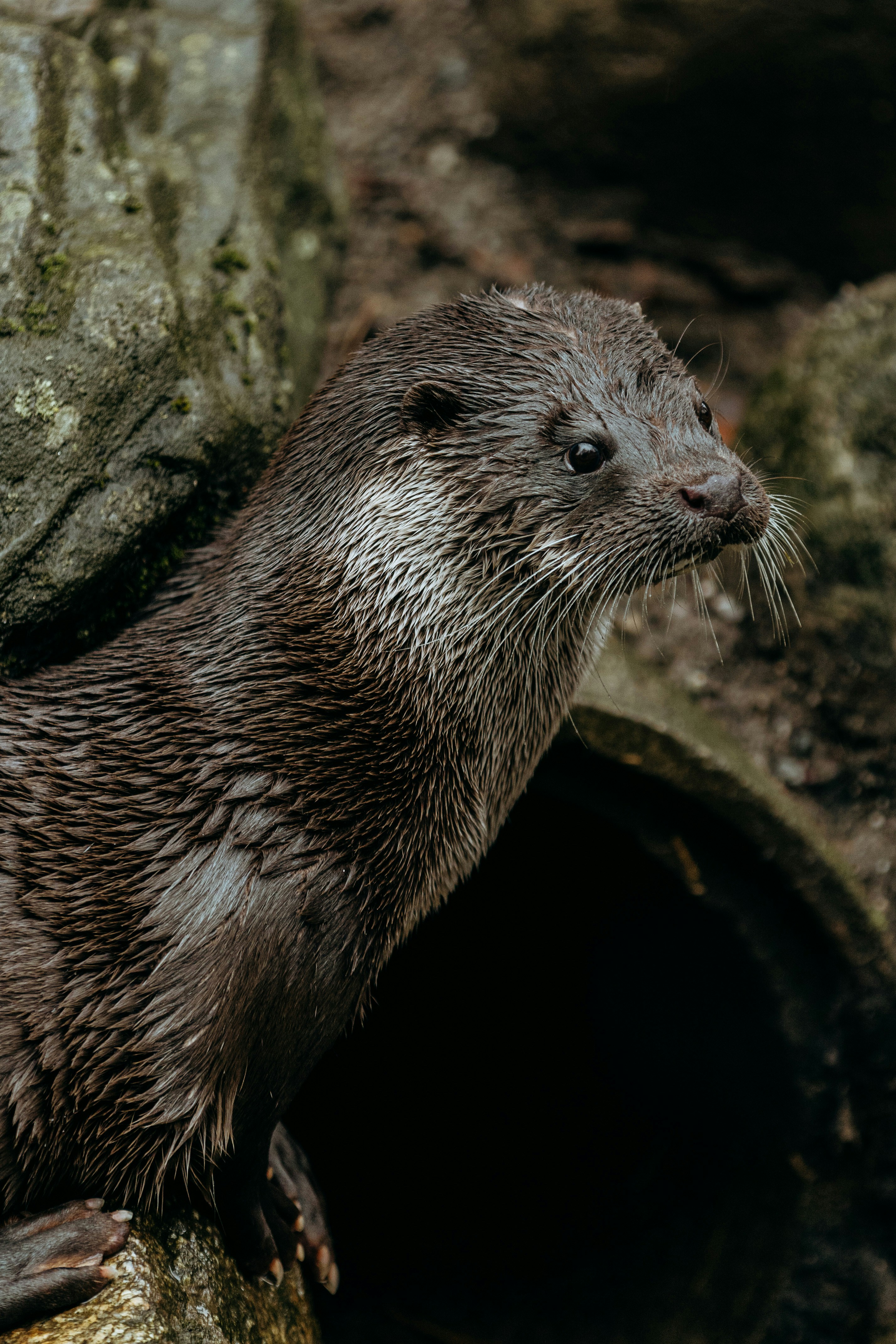 A Eurasian otter, wet from the water, sitting on a rock.